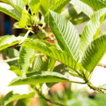 green malay kratom - Kratom Exchange