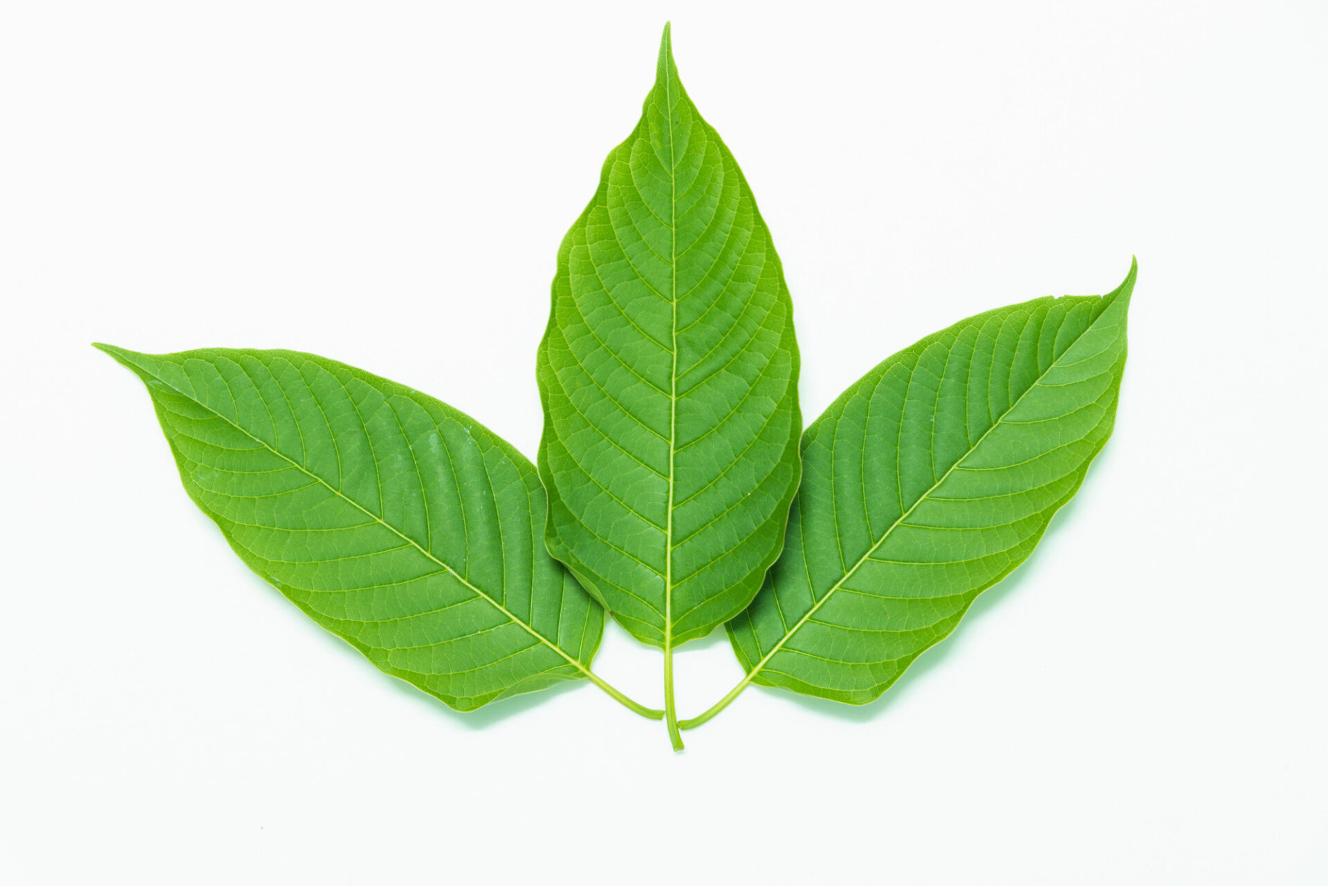 Best Kratom For Pain - Best Strains For Pain Relief