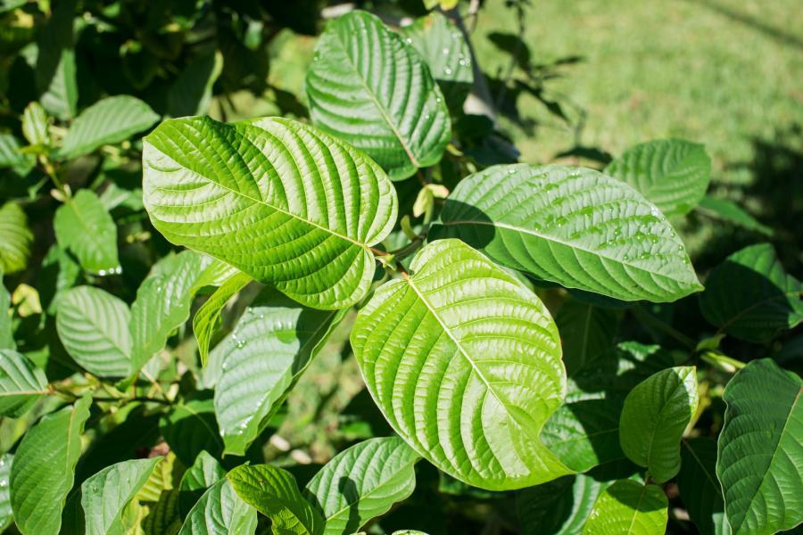 8 Surprising Benefits Of Kratom Tea