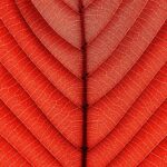 Red vein kratom
