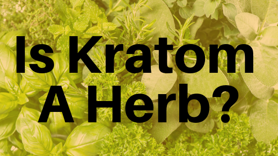 Is Kratom A Herb - Kratom Exchange