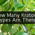 Different Types Of Kratom - Kratom Exchange